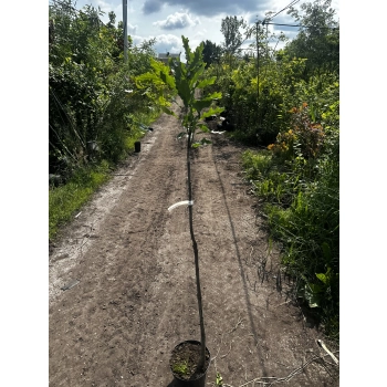 DĄB szczepiony pendula zwisający - sadzonki 140 / 170 cm
